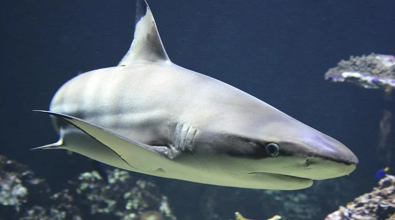 Imagen referencial. Se desconoce el tipo de tiburón que mordió al hombre. Foto: Pixabay