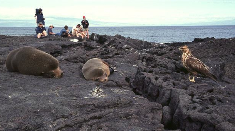 Un grupo de turistas observa unas focas en la Isla de James, Galápagos. Foto: EFE