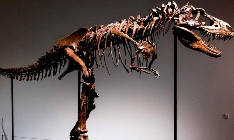 El esqueleto de un Gorgosaurus fue vendido por USD 6 millones. El ejemplar tiene unos 80 millones de años. Foto: Twitter @NYTimes.