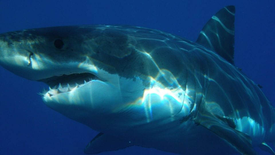 Imagen referencial. El tiburón destruyó la jaula de seguridad del buzo que se encontraba en medio de una producción videográfica para un especial televisivo. Foto: Redes sociales.