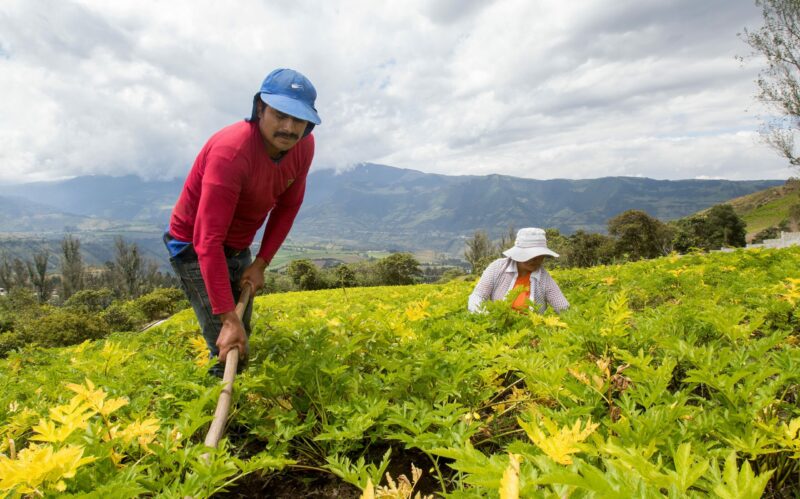 Saúl Oña trabaja junto a su esposa, Elsa Aules, el terreno que alquila en la parroquia San José de Minas. Foto: Carlos Noriega / El Comercio