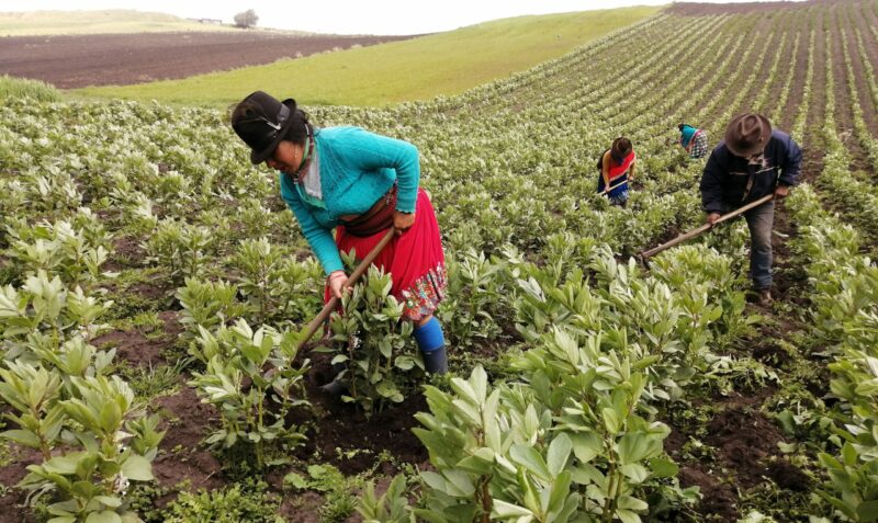 Los agricultores de la comunidad San Francisco de Bishud trabajan en la producción de chochos, en Chimborazo. Foto: Modesto Moreta / El Comercio.