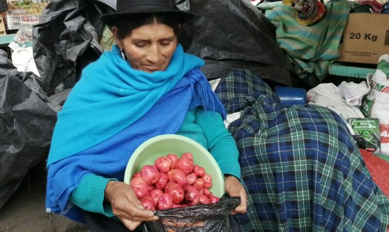 María Rosa Toaza siembra en su chacra mellocos para su alimentación. Los excedentes los vende en Ambato. Foto: Modesto Moreta / El Comercio.