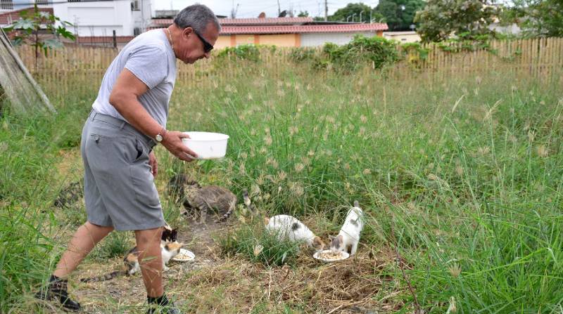 Hombre de 65 años alimenta a gatos callejeros. Foto: El Diario Manabí