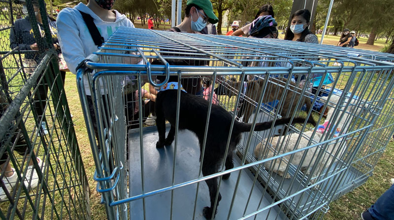 En Quito, la Unidad de Bienestar Animal se encarga de atender y organizar procesos de adopción de perros rescatados. Foto: Archivo/ EL COMERCIO