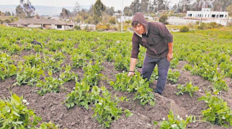 Los agricultores de varios sectores de Tungurahua aún utilizan el riego por inundación y no tecnificado de sus cultivos. Según ellos el costo de esta tecnología es elevado. Foto: Modesto Moreta / EL COMERCIO