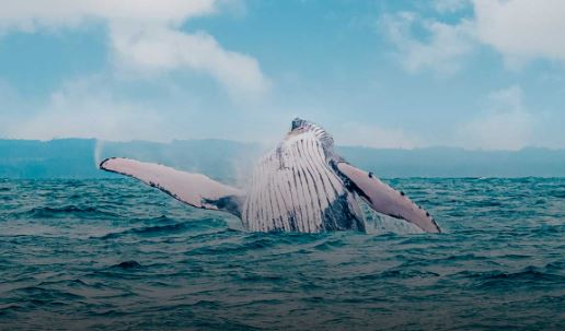 Salinas y Ayangue son los sitios para mirar ballenas jorobadas en la provincia de Santa Elena. Foto: Viaja Ecuador