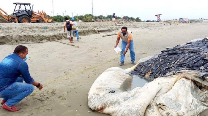 En junio del 2021, un gran cetáceo en estado de descomposición fue arrastrado hasta la orilla de playa Varadero. Foto: Ministerio de Ambiente / archivo