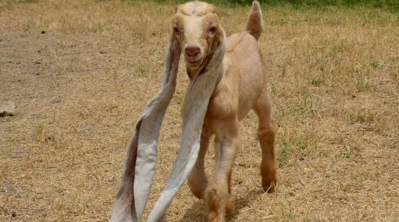 En Pakistán nació una cabra con las orejas más largas del mundo. Foto: Internet