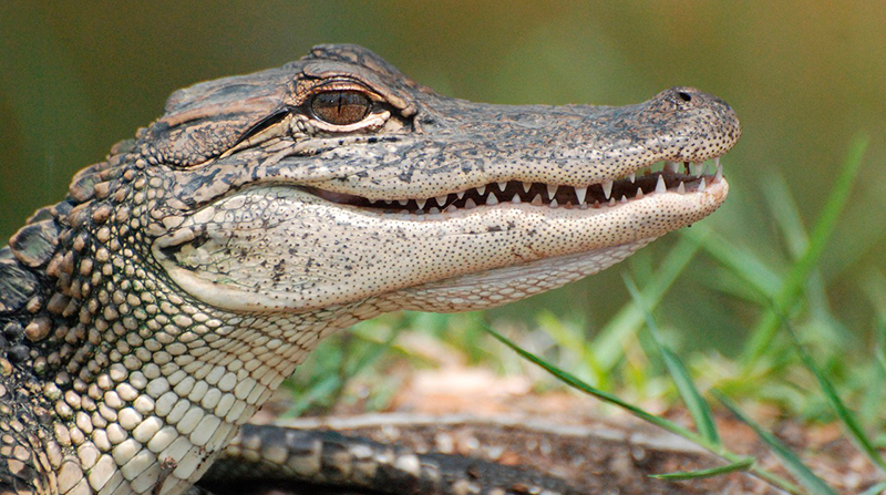Imagen referencial. Durante la investigación fueron encontrados en el estanque 2 caimanes, el primero de una longitud de 8 pies (2,4 metros) y el segundo de unos 7 pies (2 metros). Foto: Pixabay