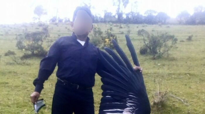 Fundación Cóndor Andino dio a conocer que se reportó un cóndor muerto en Imbabura. Foto: Twitter @Condorfundacion