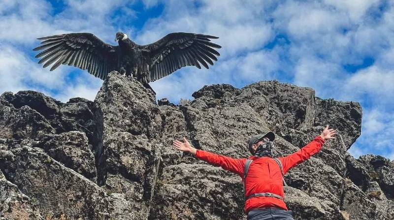 Fotografía tomada por Michael Orlando donde se encuentra parado en una roca un cóndor andino con sus alas desplegadas. Foto: Fundación Cóndor Andino