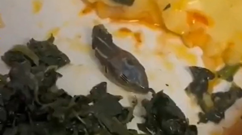 La aerolínea no confirmó en qué fecha encontraron la serpiente en la comida. Foto: Captura de video de Twitter @aviationbrk