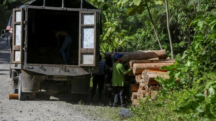 Trabajadores cargan un camión con troncos de balsa, en Río Villano, provincia de Pastaza (Ecuador). Foto: EFE
