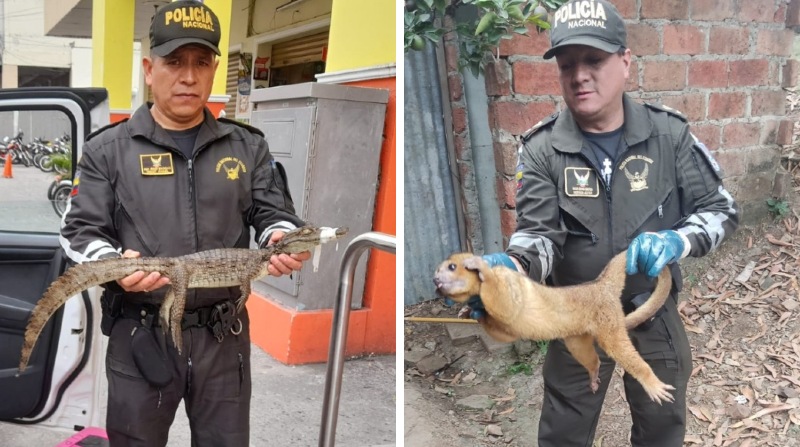Un caimán, un cusumbo, una boa y seis zarigüeyas, fueron rescatadas en diferentes puntos de Durán y Guayaquil Fotos: Policía Nacional
