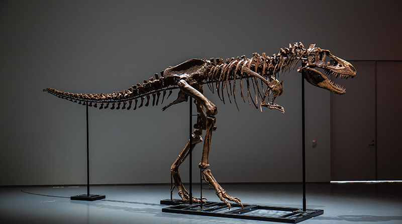 Fotografía cedida por Sotheby's donde se aprecia el esqueleto completo de un Gorgosaurus, un dinosaurio de unos tres metros de alto y más de seis de largo, que vivió hace 77 millones de años. Foto: EFE