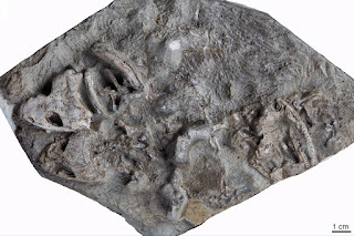 Los cuatro especímenes fósiles de Micropholis stowi excavados en las Montañas Transantártica. Foto: Europa Press