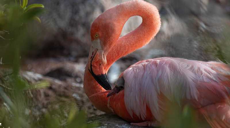 Una familia de flamingos de Galápagos (Phoenicopterus ruber glyphorynchus) vuelve a anidar, esta es una subespecie endémica catalogada en peligro. Foto: Twitter @parquegalapagos