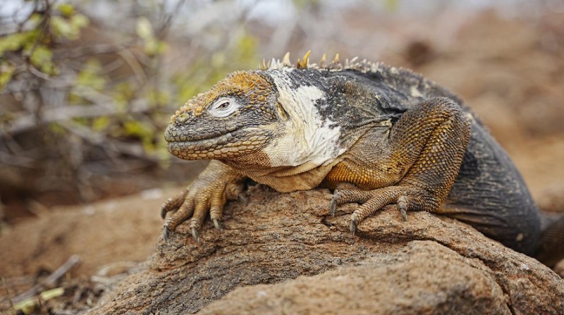 El monitoreo en Galápagos permitió establecer una población de 2 467 iguanas terrestres en Baltra y 3 930 en Seymour Norte. Foto: Parque Nacional Galápagos