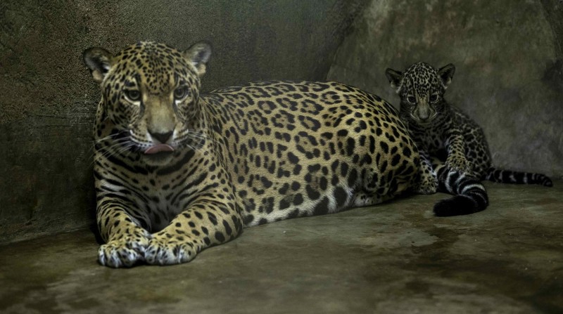 Dos jaguares nacidos en cautiverio hace casi dos meses en el Zoológico Nacional de Nicaragua (renombrado Zoo Nicaragua), son amamantados por su madre. Foto: EFE