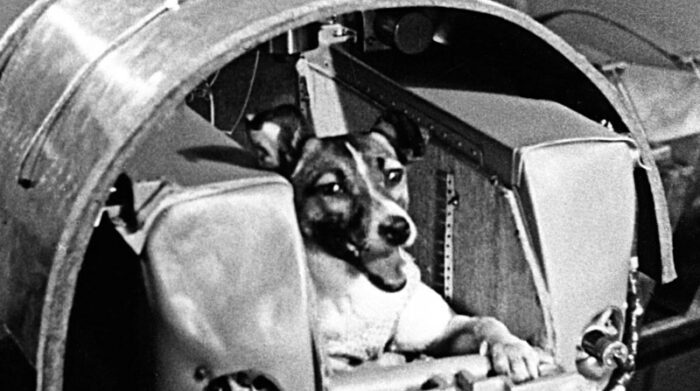Laika fue el nombre de la perrita que enviaron al espacio en 1957. Foto: Redes sociales