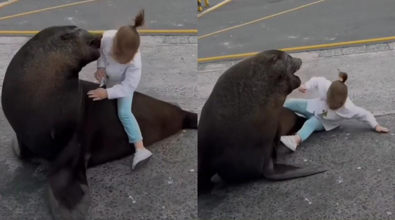 Los padres de la menor querían grabar un video de su hija montándose en el lobo marino. Foto: captura de pantalla / video de redes sociales