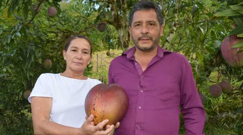 Una pareja de agricultores recibe un Récord Guinness por el mango más pesado del mundo. Foto: Internet