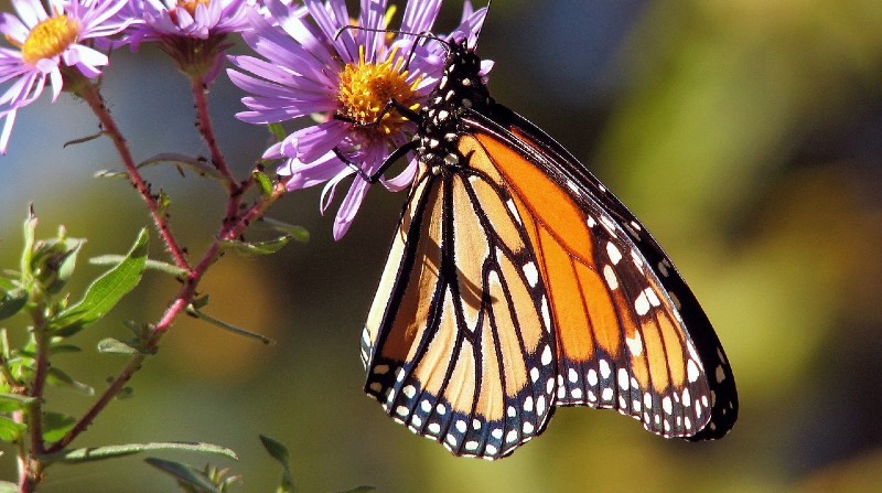 La plantación de algodoncillos permite la reproducción de la mariposa monarca. Foto: Pixabay