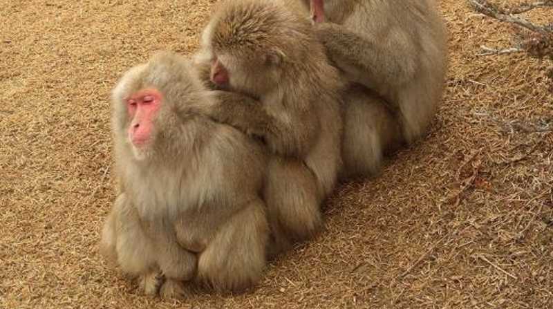 Un grupo de monos ha atacado a varias personas en el oeste de Japón. Foto: Internet