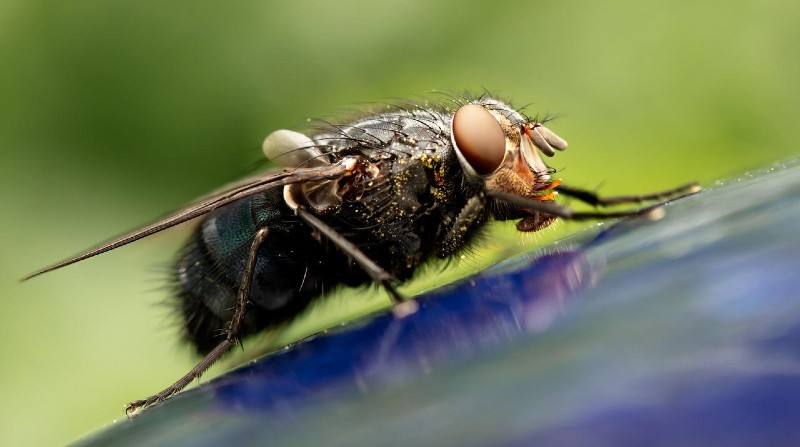 Estudio investigó si los insectos como moscas o cucarachas podrían ser transmisores de coronavirus. Foto: Pixabay