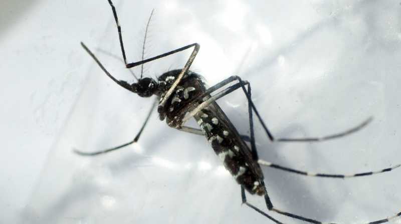 Las autoridades de salud informaron que en lo que va de año son dos los casos de dengue autóctono registrados en ese condado. Foto: EFE