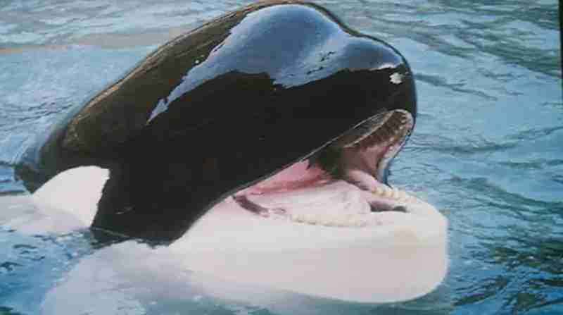 Tilikum fue una orca macho puesta en cautiverio hasta su muerte. Foto: Internet