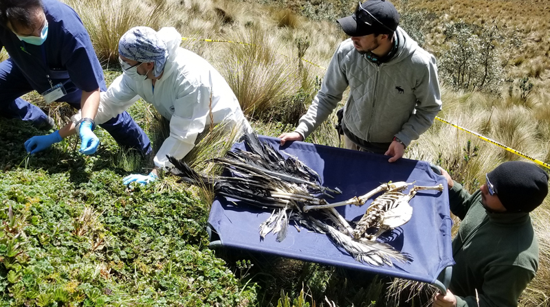 Los investigadores recolectan restos de cóndores que murieron en sus hábitats para hacer estudios forenses del ave. Foto: Cortesía Fundación Cóndor Andino