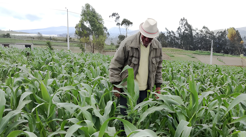 La gestión de créditos para el cultivo de maíz suave fue menor entre la totalidad de los préstamos financiados por la banca pública. Foto: Cortesía MAG