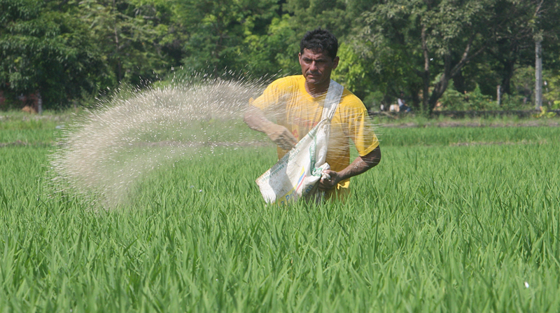 El agricultor Reyes Candelario esparce urea sobre su campo de arroz ubicado en el cantón Daule. Foto: Enrique Pesantes / EL COMERCIO