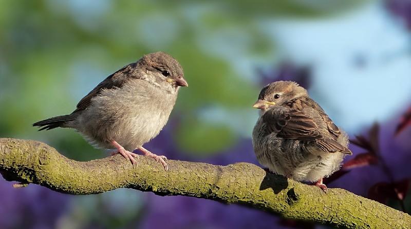Las aves están en peligro de extinción. Foto: Europa Press