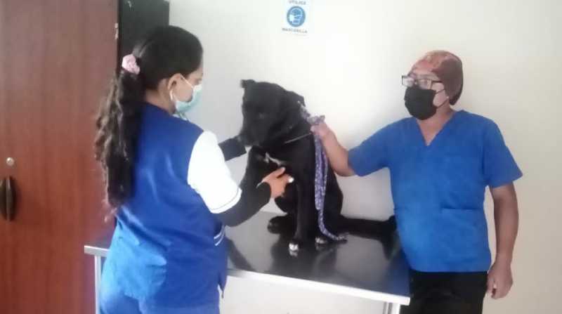 El perro rescatado de aproximadamente dos años de edad fue trasladado al Centro de Atención Veterinaria, Refugio y Acogida Temporal (Cavrat), ubicado en Calderón. Foto: Twitter @UBA_Quito