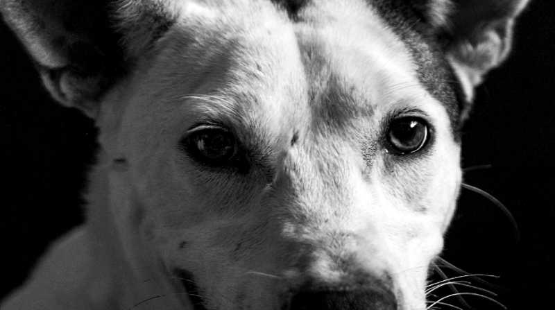 El libro Una segunda oportunidad cuenta la historia de Aquiles, un perro rescatado. Foto: Cortesía Fundación