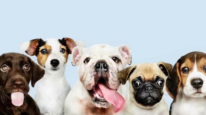 La ciencia ha demostrado que, a partir de la domesticación del perro, los vínculos entre los seres humanos y los perros se han estrechado. Foto: Freepik