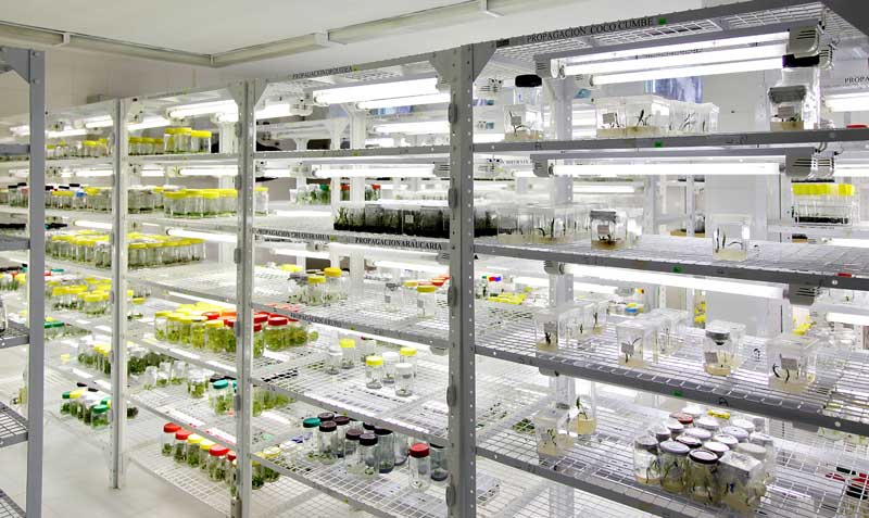 El Iniap desarrolla semillas mejoradas y hace investigaciones para contar con material genético, que sea resistente a las plagas. Foto: archivo / EL COMERCIO