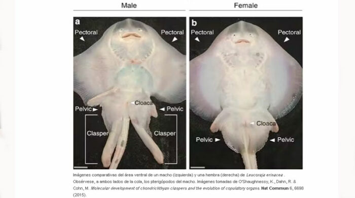 Imagen diferencias de tiburón macho y hembra. Foto: The Conversation