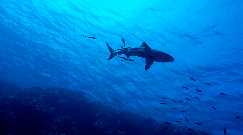 Imagen referencial. El Gobierno egipcio no ha dado más detalles sobre cómo ha sido el ataque del tiburón. Foto: Pixabay