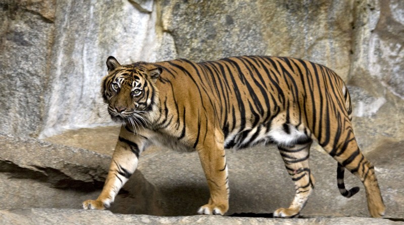 Un Tigre de Sumatra en el Tierpark de Berlín, Alemania. Está en peligro de extinción. Hay apenas 400 ejemplares en libertad. Foto: Europa Press