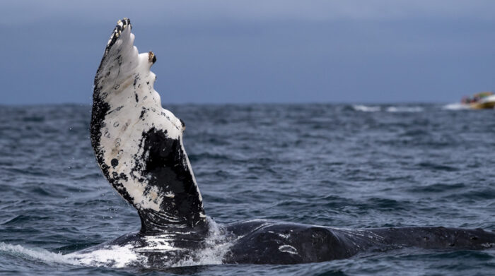 El apareamiento de las ballenas jorobadas es un evento que ocurre cada año en las costas del Pacífico, entre los meses de junio y septiembre. Foto: Roxana Madrid / EL COMERCIO y EFE