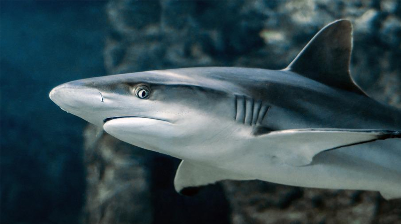Imagen Referencial. Es el segundo caso registrado de una amputación por la mordedura de un tiburón en Florida: Foto: Pixabay