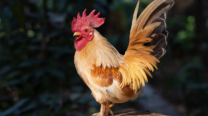 Imagen Referencial. El gallo cacarea de 100 a 200 veces al día. Foto: Pixabay