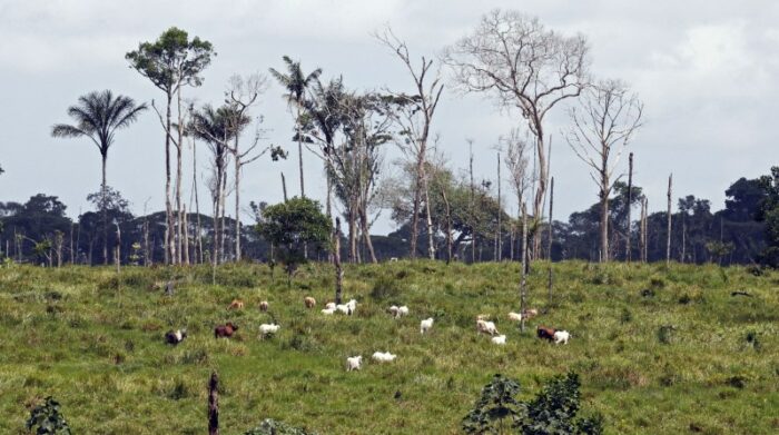 Ganado en San José del Guaviare (Colombia). Los ambientalistas denuncian que el sector no cuenta con el respectivo cuidado estatal. Foto: EFE.