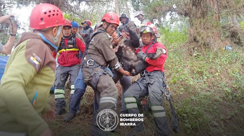 Dos osos fueron rescatados por los bomberos, tras quedar atrapados en lo más alto de unos árboles, Foto: Bomberos Ibarra