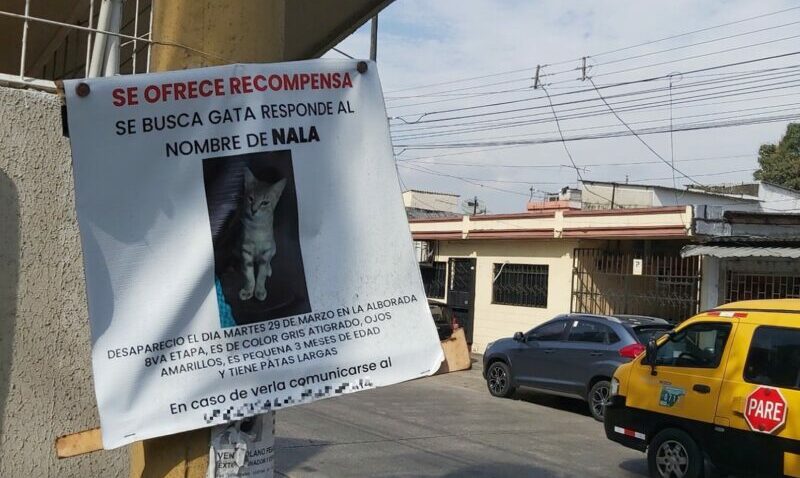 La familia de Nala puso carteles en la Alborada, en el norte de Guayaquil, cuando la gatita se extravió en marzo pasado. Foto: Juan C. Holguín / El Comercio.