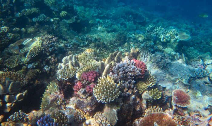 Los corales también enfrentan otros problemas, como la sobrepesca o predadores naturales. Foto: EFE.